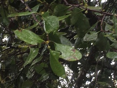 Peraxilla colensoi