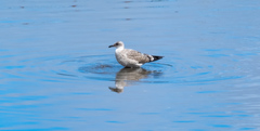 Larus