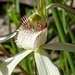 White Beauty Spider Orchid - Photo (c) Lillian Camphausen, some rights reserved (CC BY-NC), uploaded by Lillian Camphausen