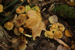 Hypholoma fasciculare