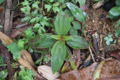 Melastoma malabathricum