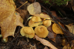 Hypholoma fasciculare
