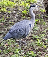 Ardea cinerea