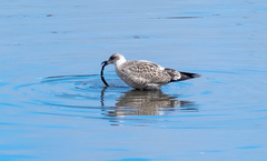 Larus