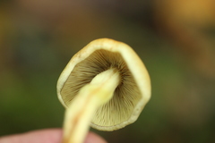 Hypholoma fasciculare
