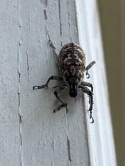 Cyphocleonus achates