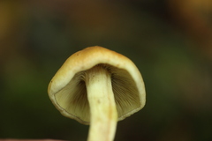 Hypholoma fasciculare