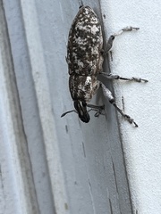 Cyphocleonus achates