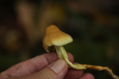 Hypholoma fasciculare