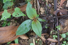 Melastoma malabathricum
