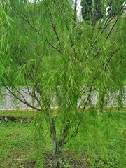Leptospermum madidum