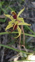 Caladenia leptochila