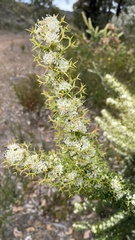Grevillea trifida