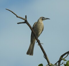 Philemon citreogularis