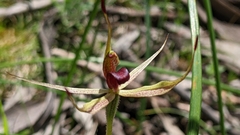 Caladenia leptochila