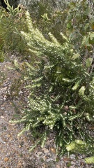Grevillea trifida