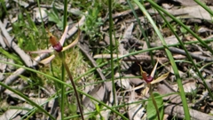Caladenia leptochila