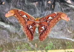 Attacus atlas