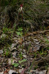 Caladenia clavescens