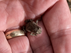 Anaxyrus boreas