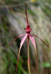 Caladenia clavescens
