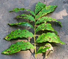 Phyllosticta convallariae