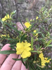 Hibbertia