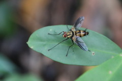Dexia fulvifera