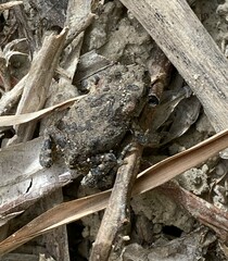 Anaxyrus boreas
