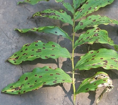 Phyllosticta convallariae