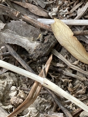 Anaxyrus boreas