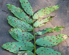 Phyllosticta convallariae