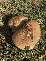 Chlorophyllum brunneum