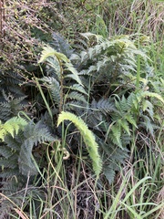 Polystichum oculatum