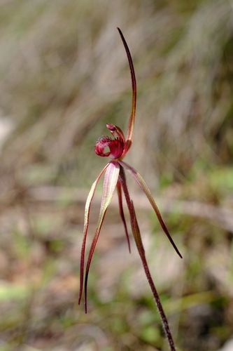 Image of Caladenia clavescens by (c) Peter Crowcroft, some rights reserved (CC BY)