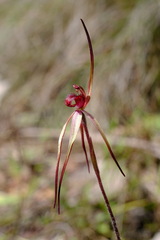 Caladenia clavescens