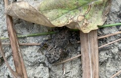 Anaxyrus boreas