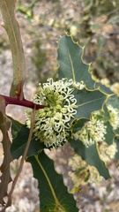 Hakea amplexicaulis