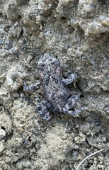 Anaxyrus boreas