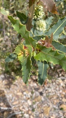 Hakea amplexicaulis
