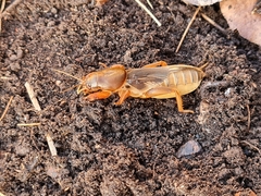 Gryllotalpa australis