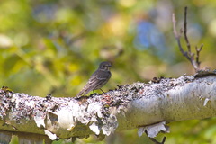 Muscicapa griseisticta