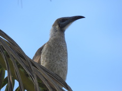 Philemon citreogularis