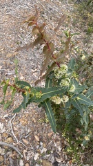 Hakea amplexicaulis