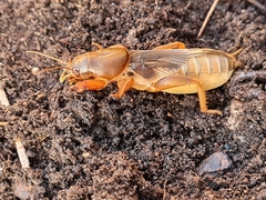 Gryllotalpa australis