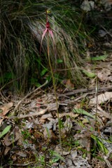 Caladenia clavescens