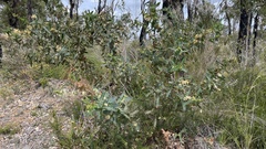 Hakea amplexicaulis