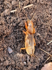 Gryllotalpa australis
