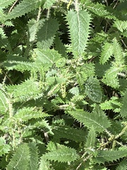 Urtica ferox