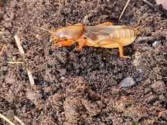 Gryllotalpa australis